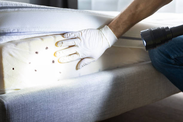 Best Mosquito Control Services  in Whitehorn Cove, OK