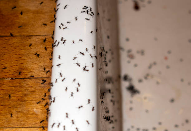 Best Bed Bug Extermination  in Whitehorn Cove, OK