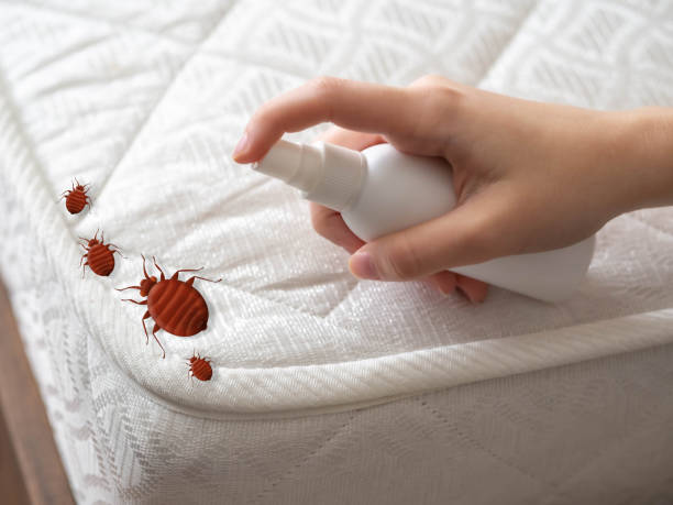 Best Wasp Removal Services  in Whitehorn Cove, OK