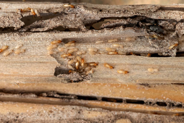Best Pest Prevention Services  in Whitehorn Cove, OK