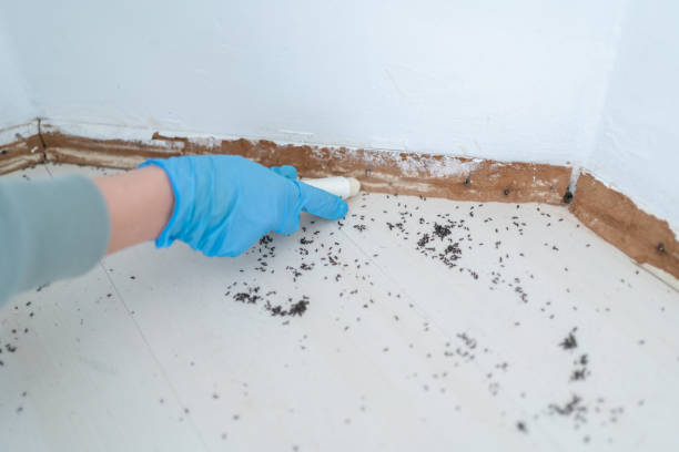 Trusted Whitehorn Cove, OK Pest Control Experts